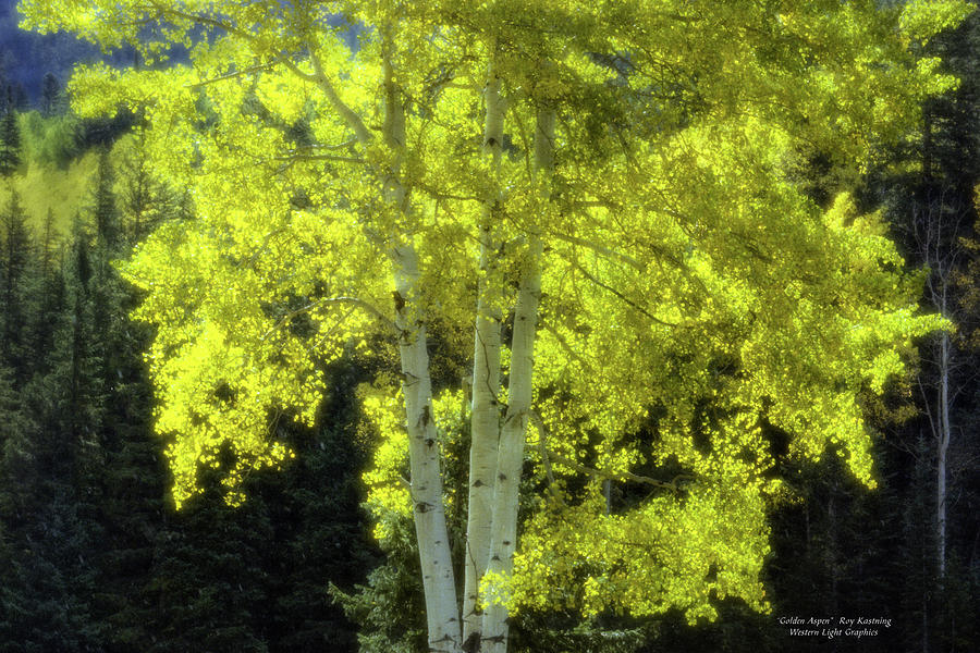 Golden Aspen Photograph by Western Light Decor