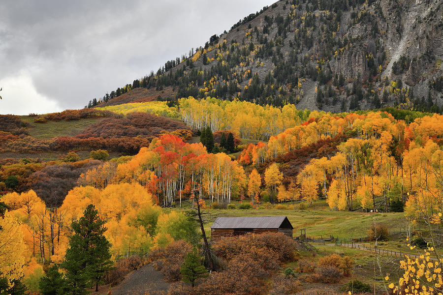 Golden Aspens along Last Dollar Road Photograph by Ray Mathis