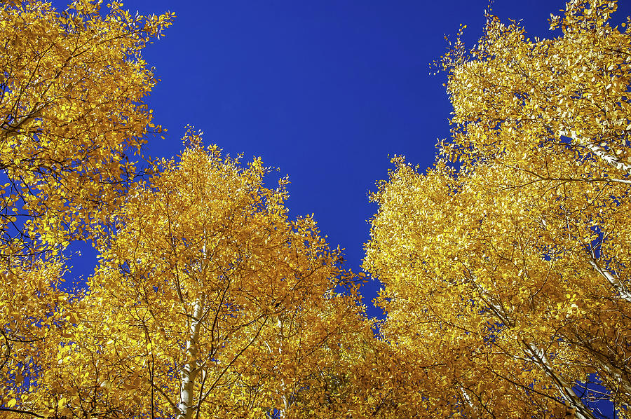 Golden Aspens and Blue Skies Photograph by Dawn Richards