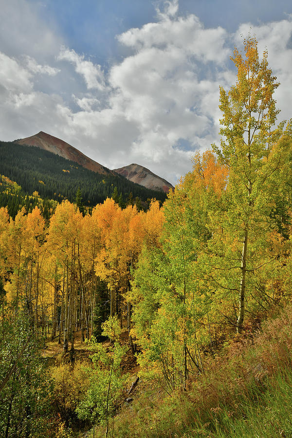 Golden Aspens Beneath Red Mountains Photograph by Ray Mathis