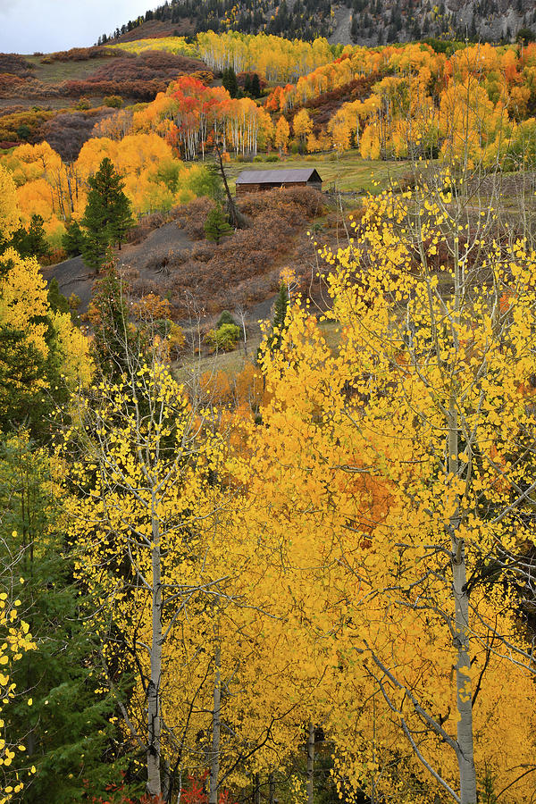Golden Aspens in Colorado High Country Photograph by Ray Mathis