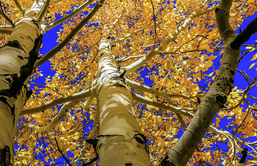 Golden Aspens in Grand Canyon Photograph by Dawn Richards
