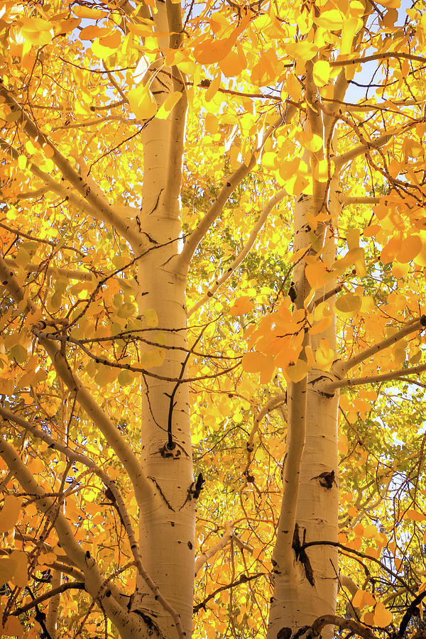 Golden Aspens in Grand Canyon, Vertical Photograph by Dawn Richards