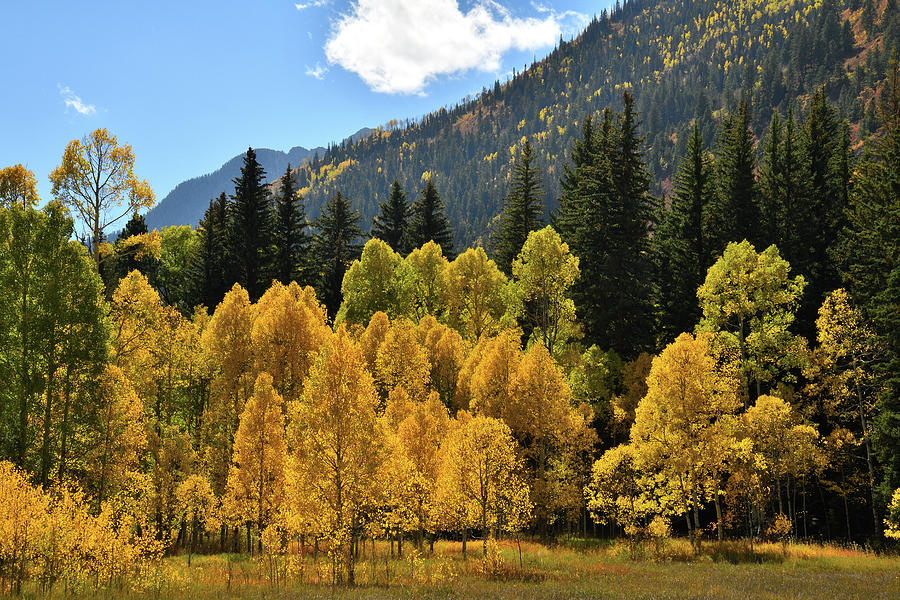 Golden Aspens on the Road to Marble Colorado Photograph by Ray Mathis