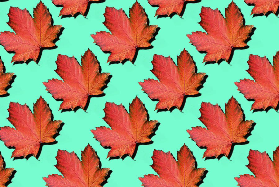falling maple leaf wallpaper