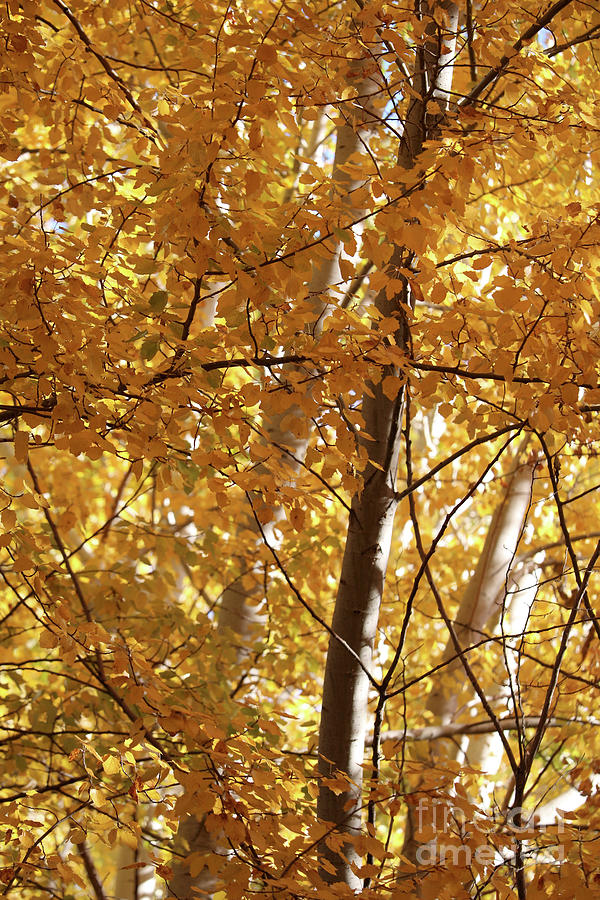 Tree Photograph - Golden Autumn Day by Carol Groenen