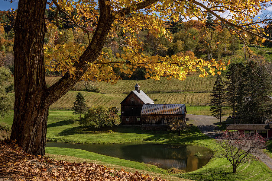 Golden Autumn In Vermont 2018 Photograph