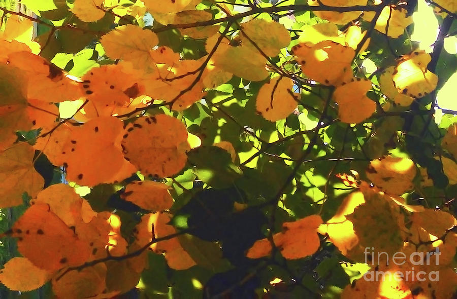 Golden Autumn Photograph by Jasna Dragun