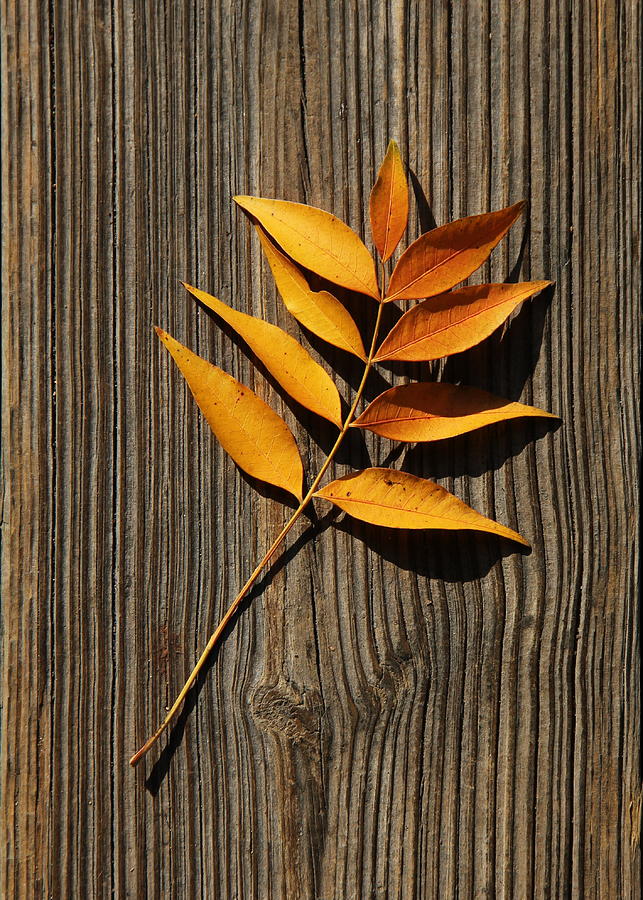 Golden Autumn Leaves on Wood by Debi Dalio Golden Autumn Leaves on Wood by Debi Dalio