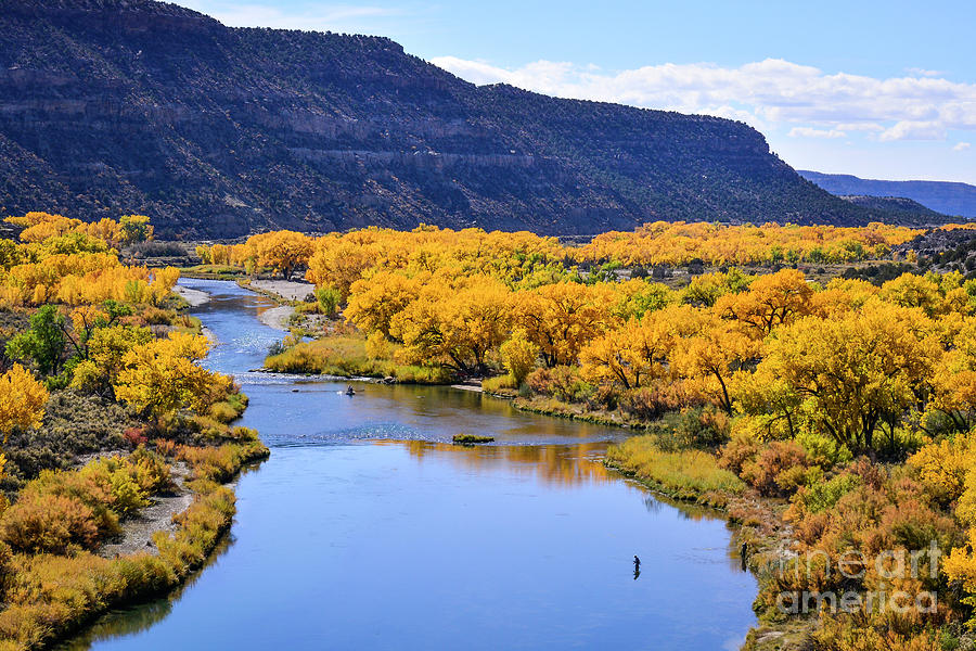 Landscape Photograph - Golden Autumn Trees San Juan River Landscape by Brenda Landdeck