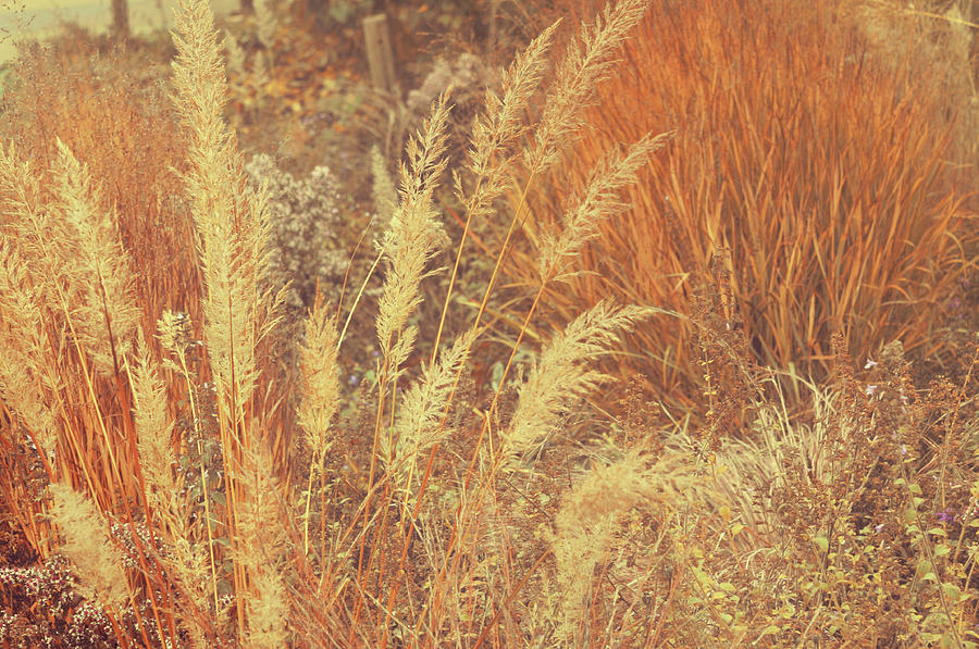 Golden Autumnal Poetry. Decorative Grass Photograph by Jenny Rainbow