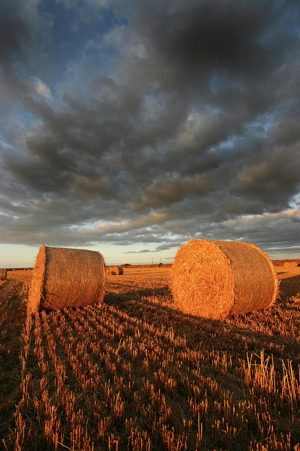Golden Bales Photograph by Chris Conway