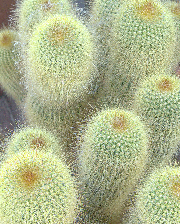 Golden Ball Cactus Photograph By Ron Mellott