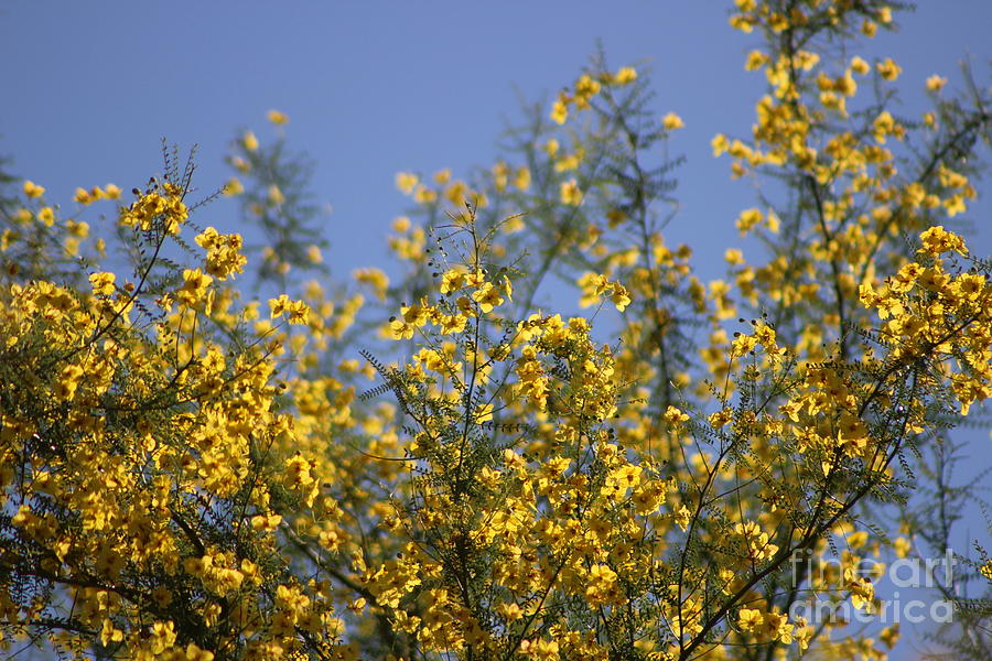 Golden Beams of Palo Brea Tree Photograph by Colleen Cornelius