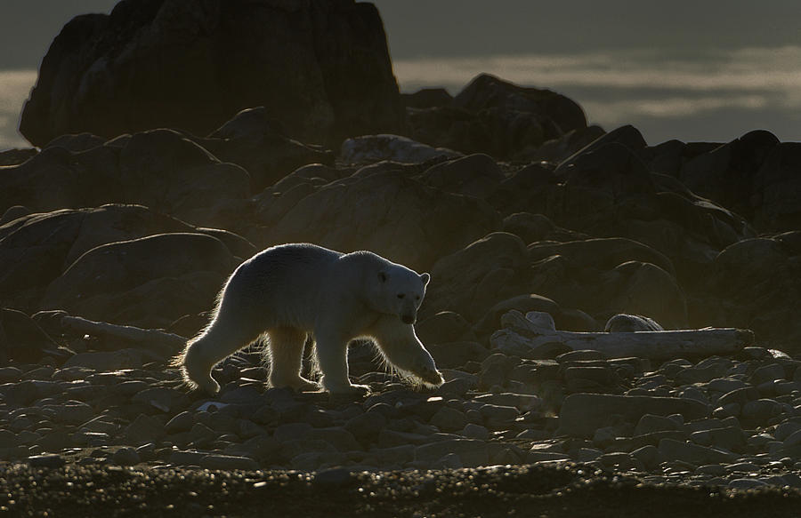 Polar Bear Photograph - Golden Bear by Marc Pelissier