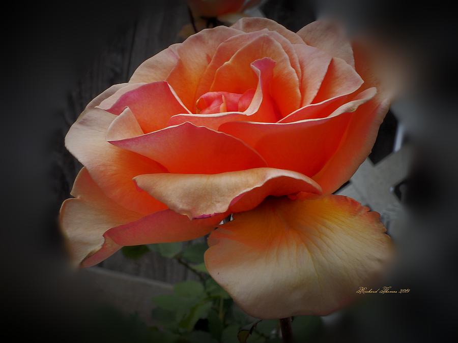 Golden Beauty Rose Photograph by Richard Thomas