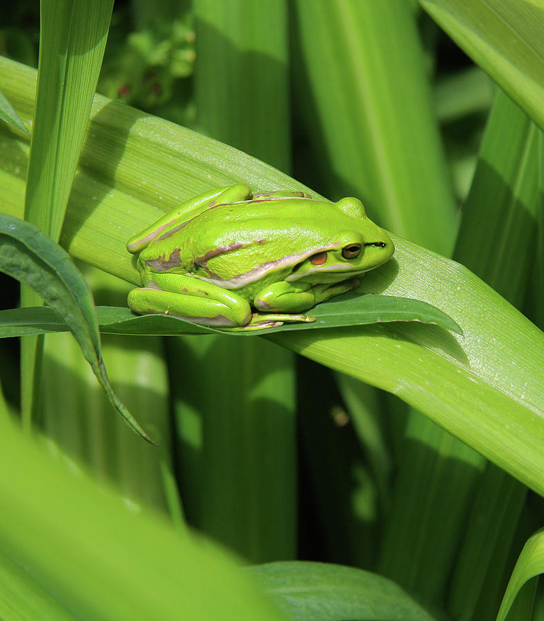 Golden Bell Frog by Nareeta Martin Golden Bell Frog by Nareeta Martin