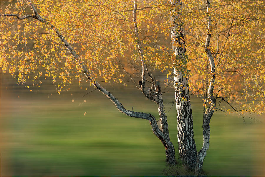 Golden Birch Forest Dreamscape Photograph by Debra and Dave Vanderlaan