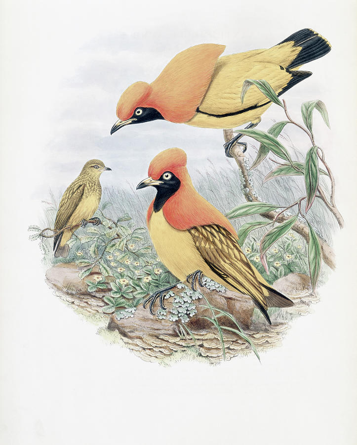 Golden Bird Of Paradise John Gould Painting by Artist - John Gould Golden Bird Of Paradise John Gould Painting by Artist - John Gould