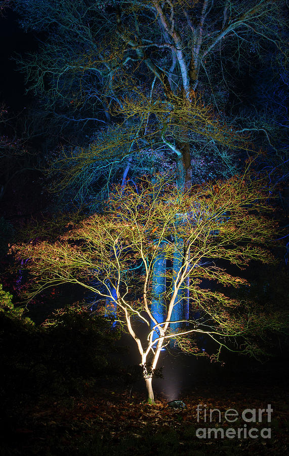 Tree Photograph - Golden Blue by Tim Gainey