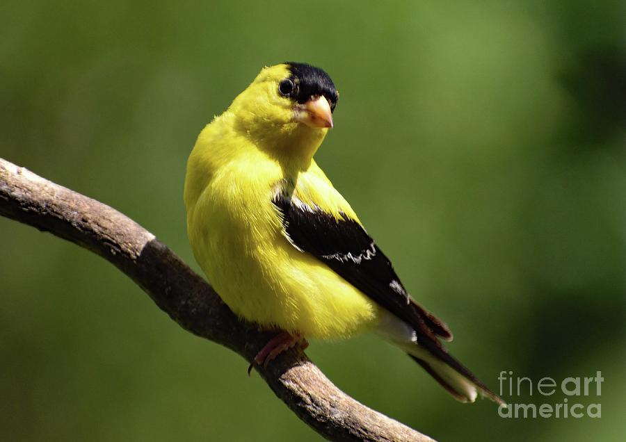 Golden Boy - American Goldfinch Photograph
