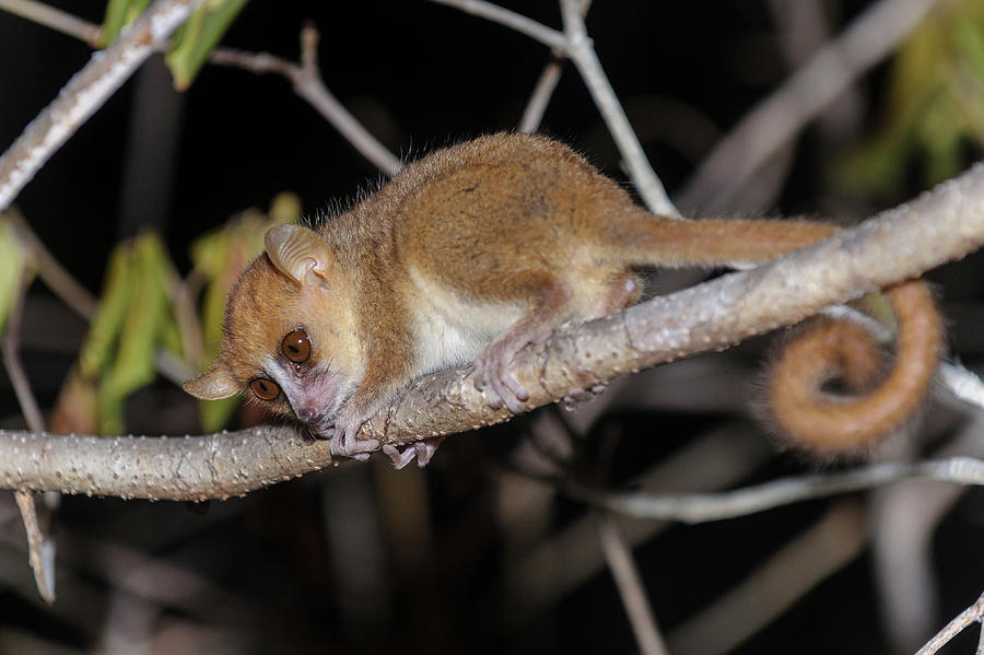 Golden-brown Mouse Lemur Active At Night. Ankarafantsika Photograph by ...