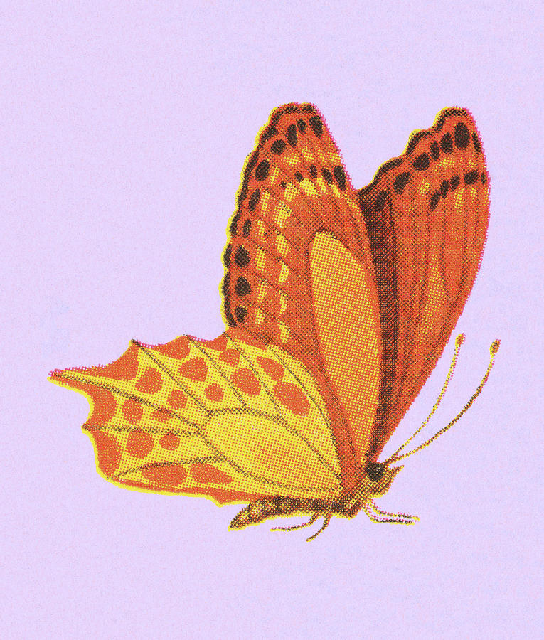 Butterfly Drawing - Golden Butterfly by CSA Images