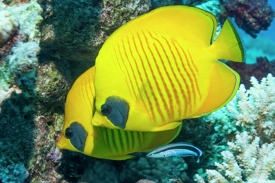 Golden Butterflyfish With A Bluestreak Cleaner Wrasse This Photograph ...