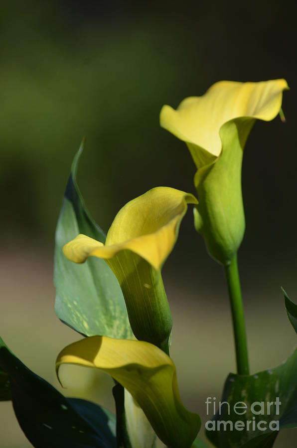 Golden Calla Lilies Photograph by Maria Urso