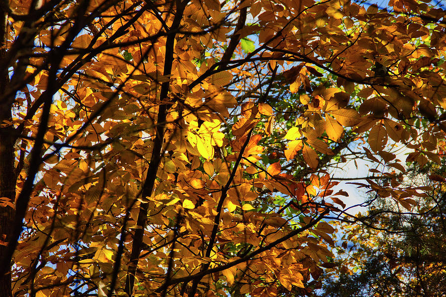 Golden Canopy Photograph by Laura Vilandre