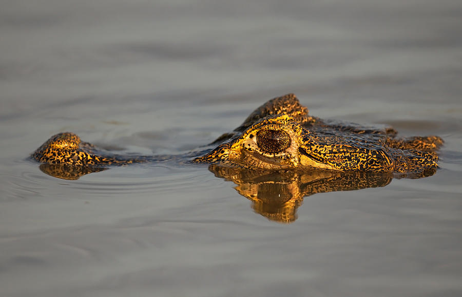 Crocodile Photograph - Golden Cayman by Marco Pozzi