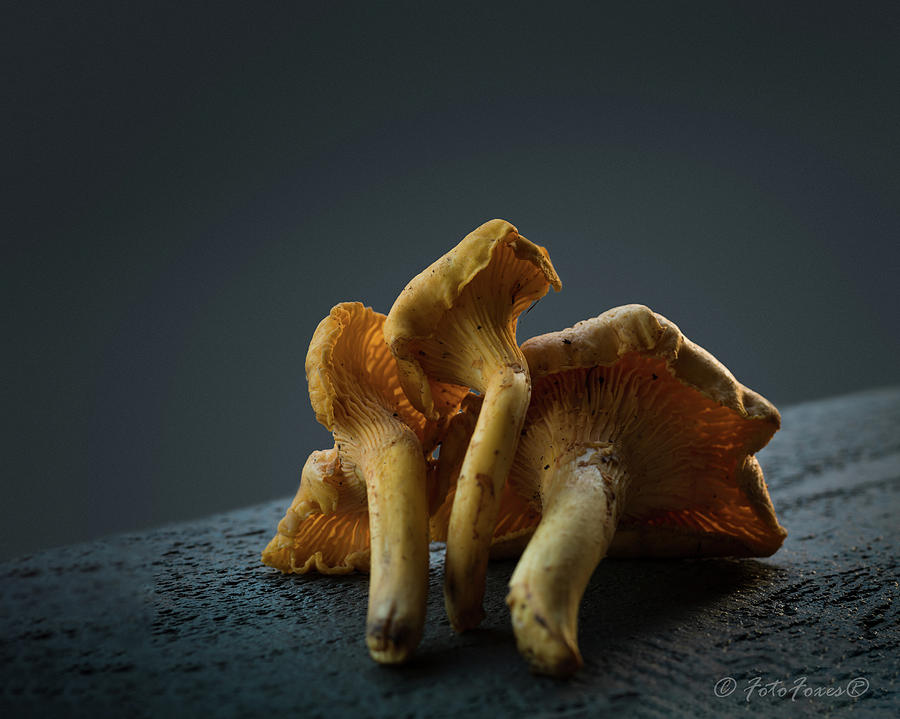 Golden Chanterelle Mushroom Photograph by Alexander Fedin