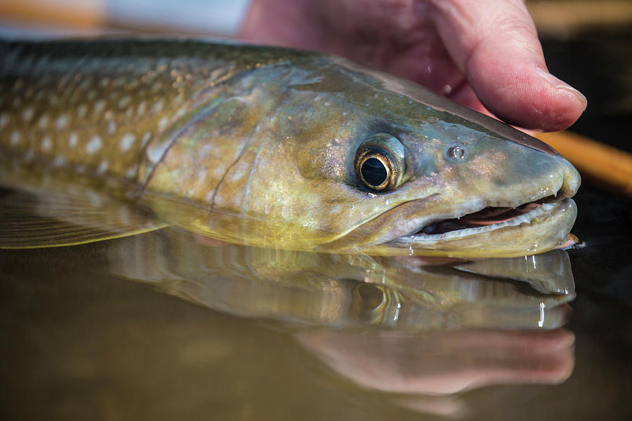 Nature Photograph - Golden Char Fish, Lake Akan, Hokkaido by Jess McGlothlin Media