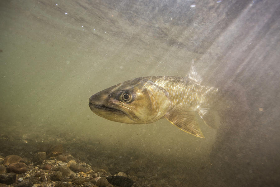 Fish Photograph - Golden Char Swimming Underwater, Lake by Jess McGlothlin Media