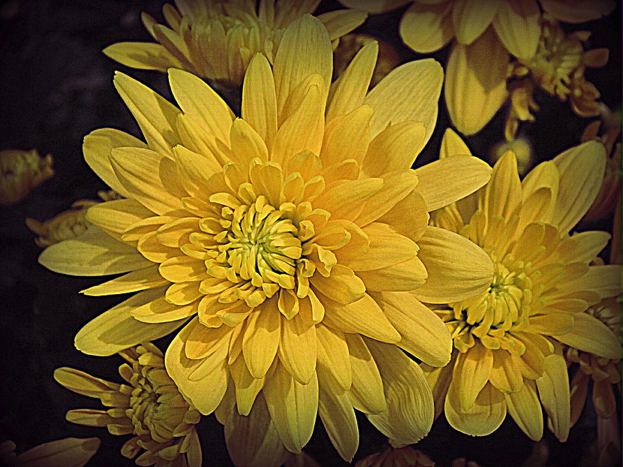Golden Chrysanthemums Photograph by Dora Sofia Caputo