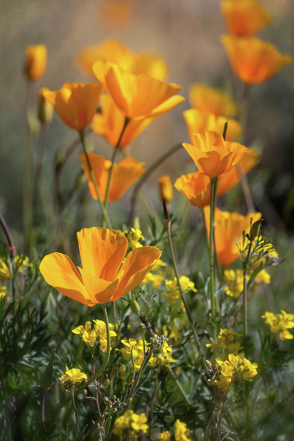 Golden Colors Of Spring  Photograph by Saija Lehtonen