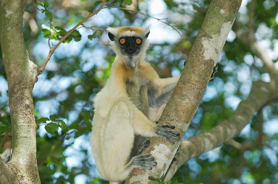 Golden-crowned Sifaka Propithecus Photograph by Nhpa