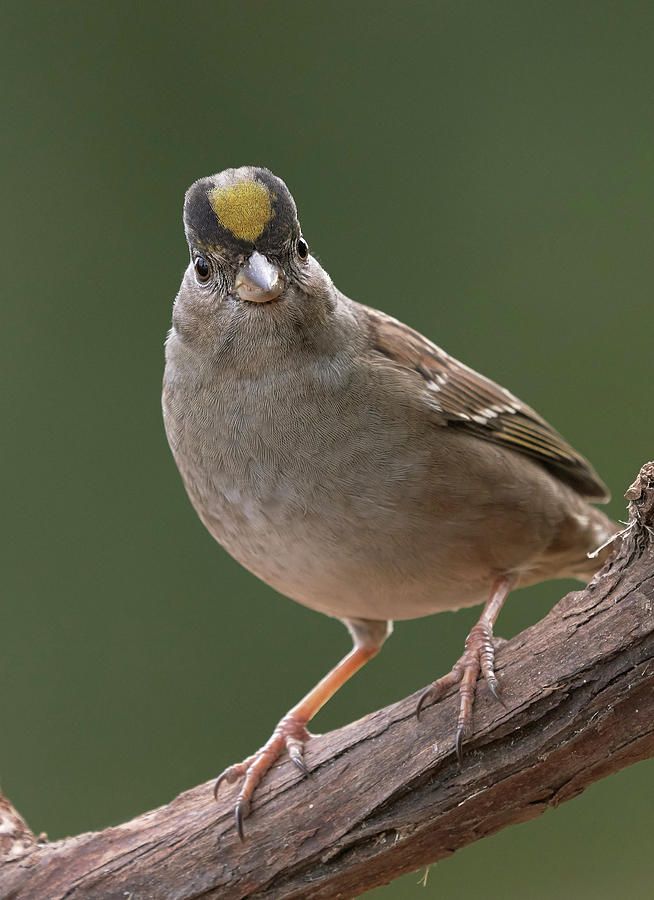 Golden-crowned Sparrow, Sacramento County California by Doug Herr Golden-crowned Sparrow, Sacramento County California by Doug Herr