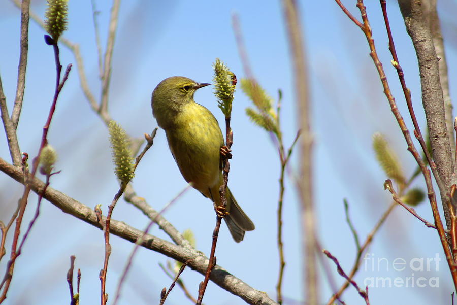 Golden Crowned Warbler by Sheila Skogen Golden Crowned Warbler by Sheila Skogen