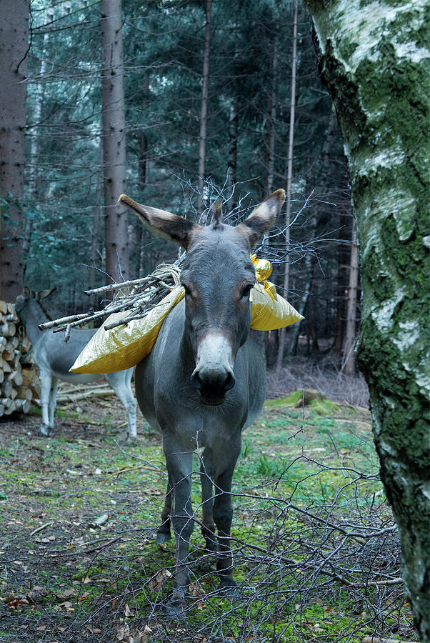 Golden Cushion And Branches On Back Of Donkey In Woodland Clearing Photograph by Matteo Manduzio