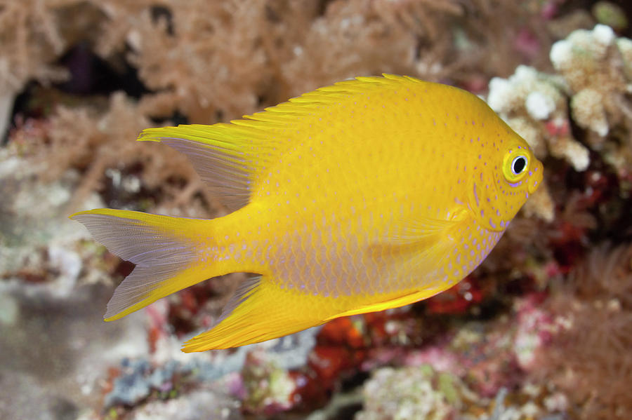 Golden Damsel Fish On A Tropical Coral Photograph by Jeff Hunter