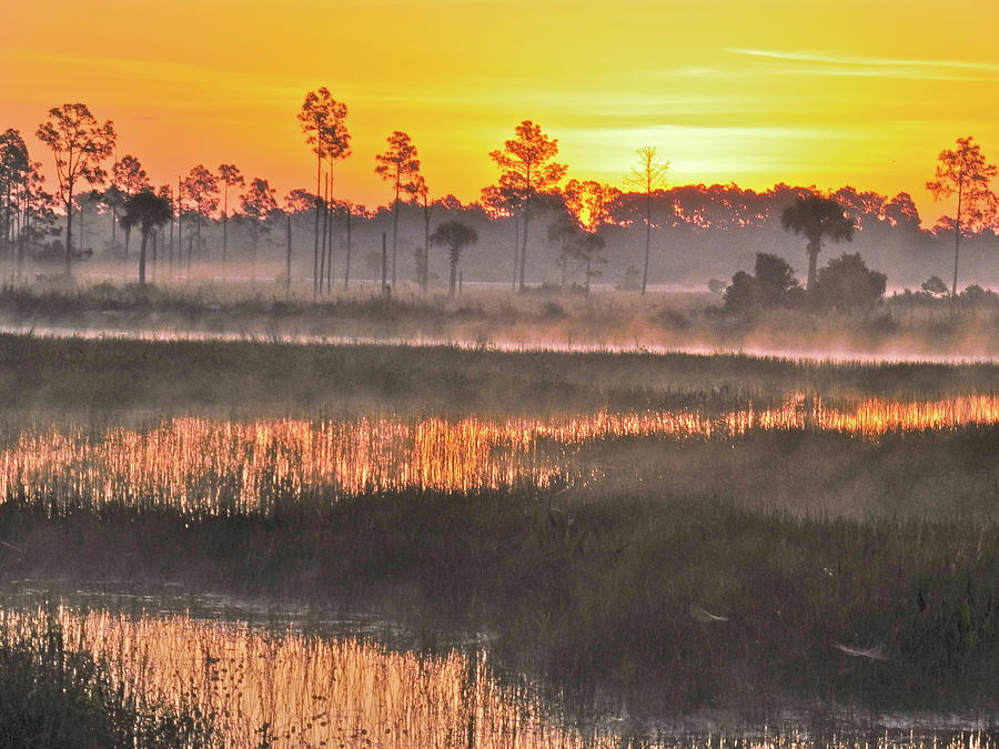 Golden Day Photograph by Laurie Hein - Fine Art America