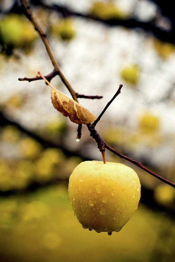 Golden Delicious Apple On A Tree Photograph by Photo By Sam Scholes