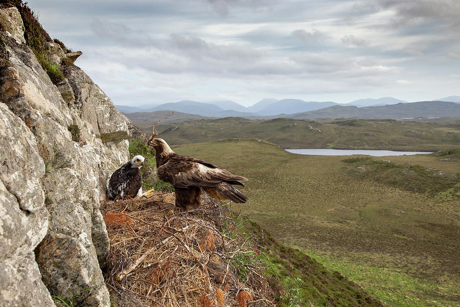 Golden Eagle Adult With Nest Material On Eyrie With Chick Photograph by Scotland: The Big Picture / Naturepl.com Golden Eagle Adult With Nest Material On Eyrie With Chick Photograph by Scotland: The Big Picture / Naturepl.com