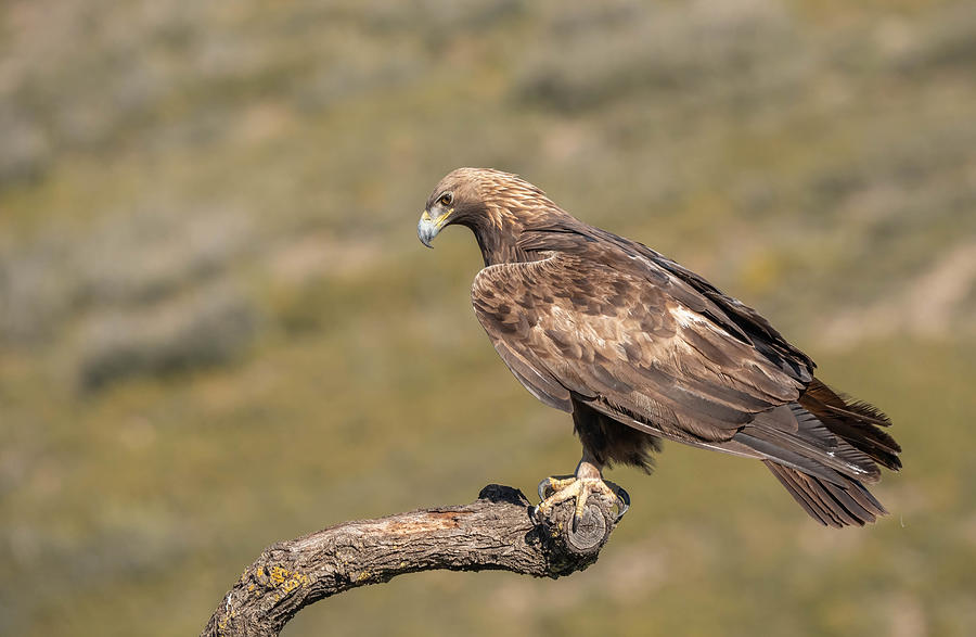 Golden Eagle (aquila Chrysaetos) Photograph by Ezequiel Tortajada