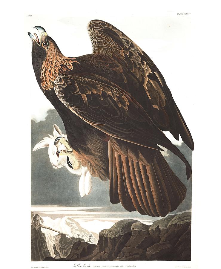 Golden Eagle by John Audubon Painting by Celestial Images