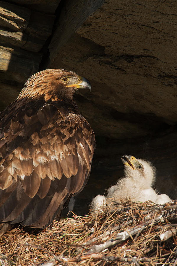 Eagle Photograph - Golden Eagle, Chick Begging For Food by Ken Archer