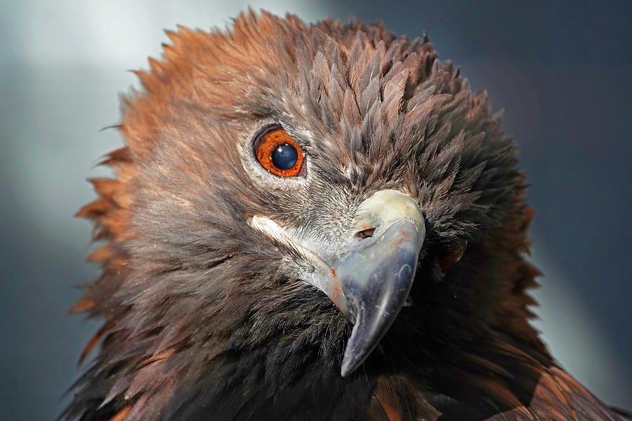Golden Eagle Closeup Photograph by Buddy Mays