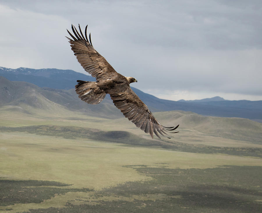 Golden Eagle Country Photograph by Kent Keller