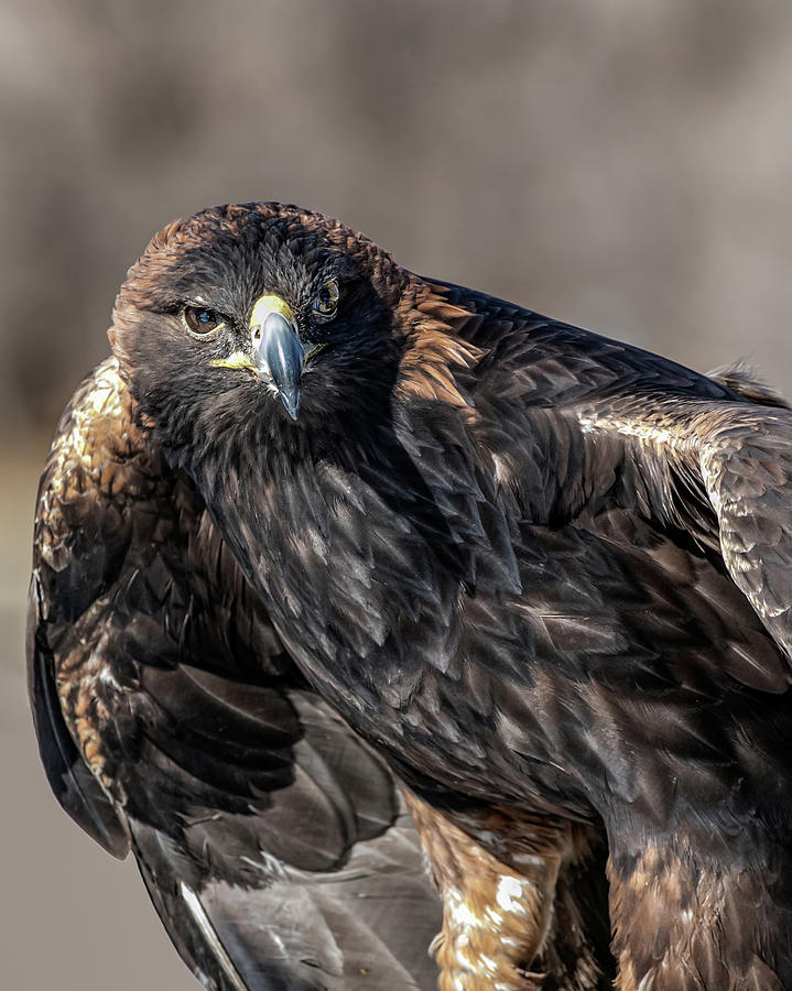 Golden Eagle  Photograph by Dawn Key